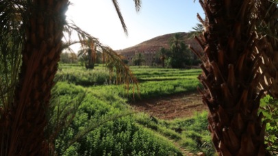 Staple crops of the modern Berber are wheat, corn, dates, and tomato.