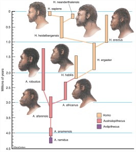 homo sapiens timeline evolutionary australopithecines carlsonstockart